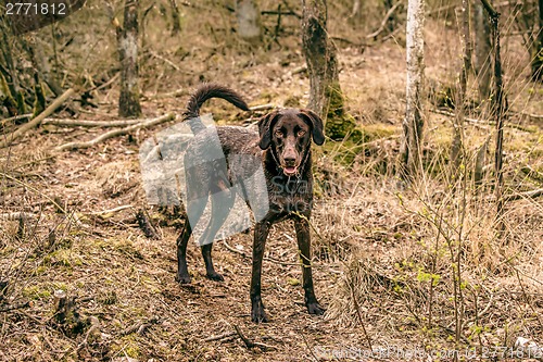 Image of Wet dog in the forest