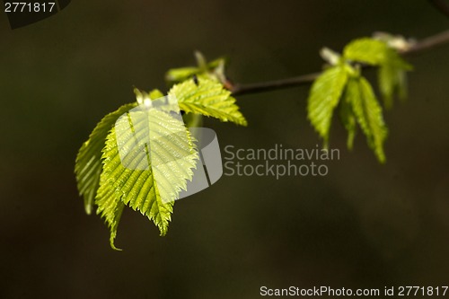 Image of Beech leaves on a dark green background