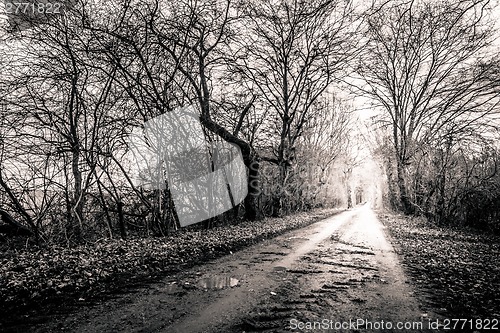 Image of Black and white photo of a road surrounded my trees with light a