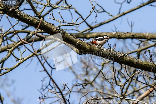 Image of Woodpecker in a tree at springtime