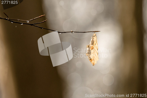 Image of Autumn leaf hanging from a branch