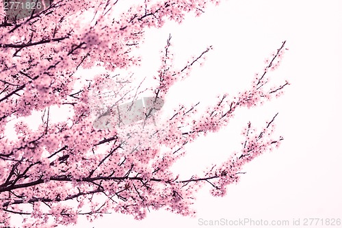 Image of Pink cherry blossom tree at springtime