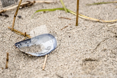 Image of Blue mussel in white sand at the beach