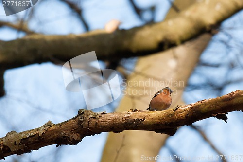 Image of Chaffinch in the forest at wintertime