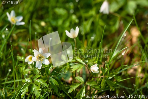 Image of Anemone flower on the forest floor