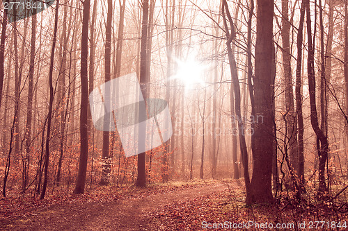 Image of Misty forest foliage with tall trees