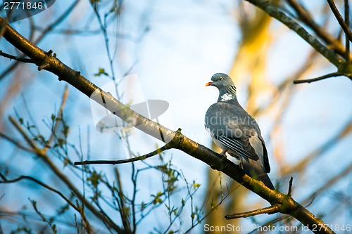 Image of Pigeon sitting on a branch in the forest