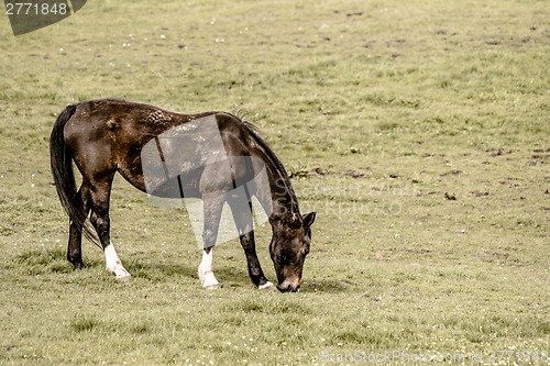 Image of Horse grassing on a field