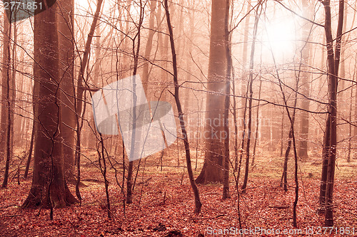 Image of Misty forest foliage in warm colors