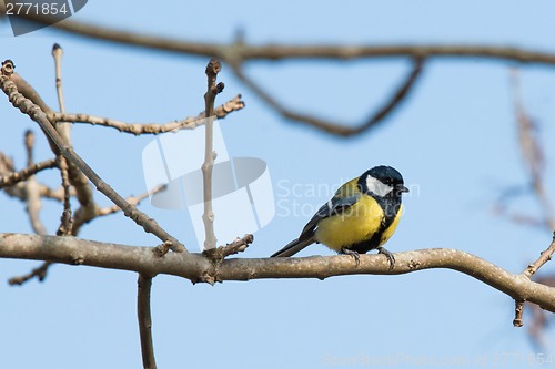 Image of Parus Major bird looking for food