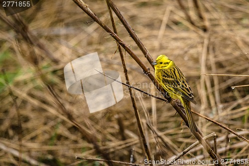 Image of Yellowhammer sitting on a straw on a field