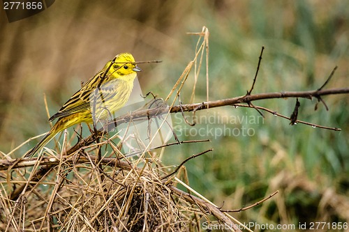 Image of Yellowhammer sitting on a branch in nature