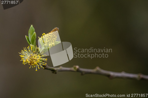 Image of Fluffy seed blooming at springtime