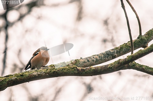 Image of Chaffinch on a branch in the forest