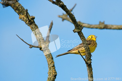 Image of Yellowhammer sitting on a branch