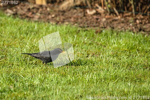 Image of Blackbird looking for food on the lawn
