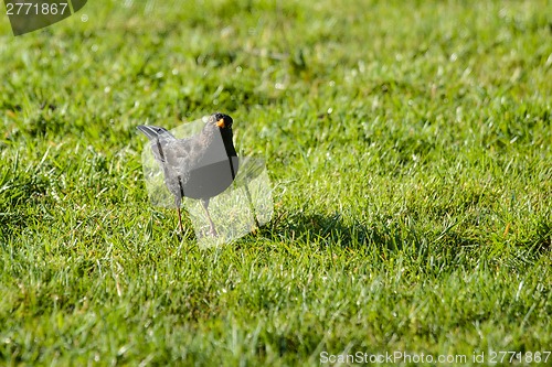 Image of Blackbird on a lawn looking into the camera