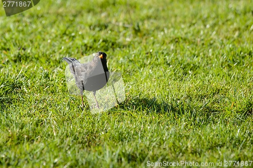Image of Blackbird on a lawn looking into the camera