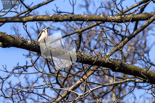 Image of Woodpecker sitting on a branch in a tree