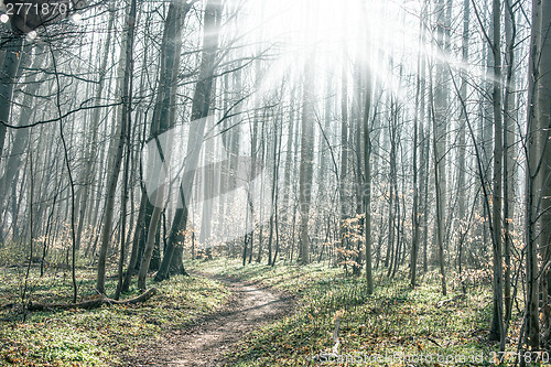 Image of Path going through tall trees in the forest