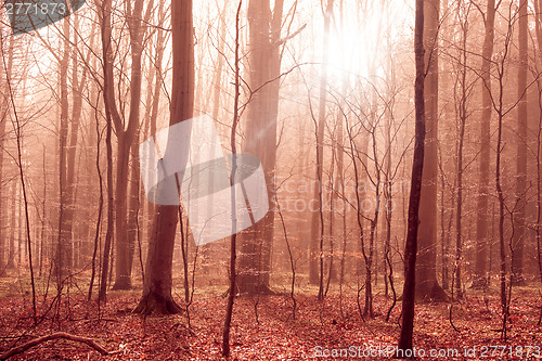 Image of Misty forest foliage with sunligt in the morning