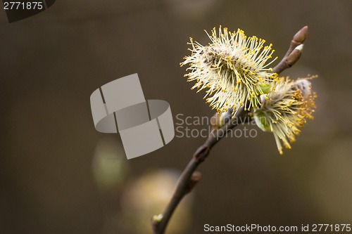 Image of Willow seed in the spring