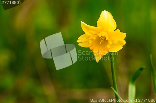 Image of Yellow daffodil on green background