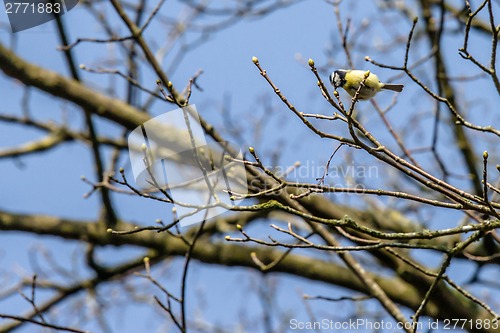 Image of Parus Major bird on a twig