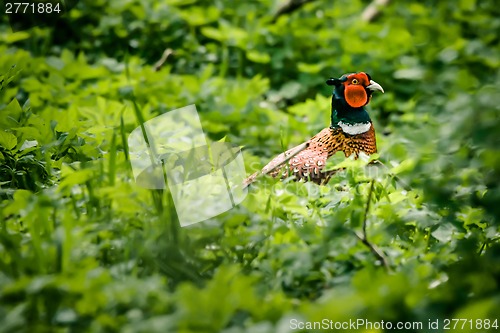 Image of Pheasant male in nature