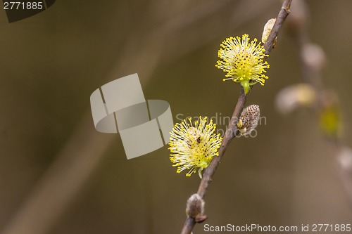 Image of colorful willow seed at springtime