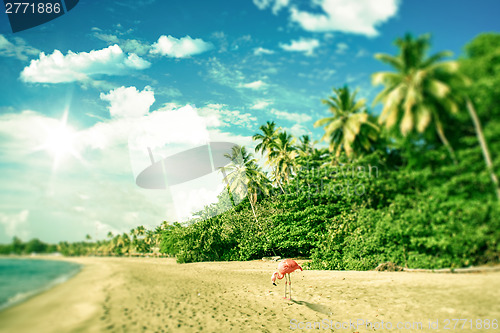 Image of Tropical beach with a flamingo looking for food