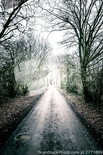 Image of Long muddy path going through the forest