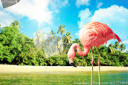 Image of Pink flamingo in the water on a tropical scenery