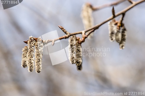 Image of Fluffy blossom seed at springtime