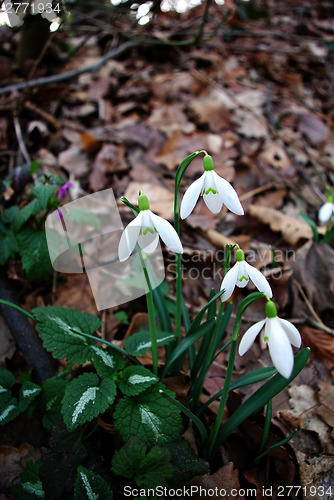 Image of Snowdrops Galanthus nivalis