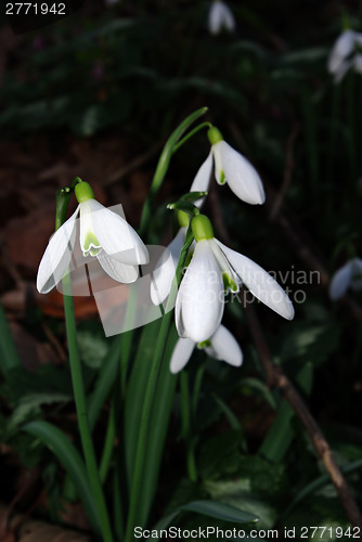 Image of Snowdrops Galanthus nivalis