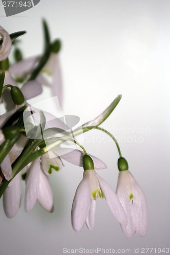 Image of Snowdrops