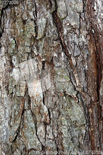 Image of Bark