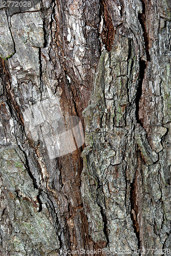 Image of Bark