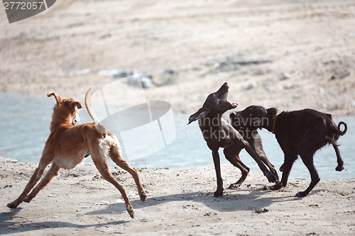 Image of Dog fight