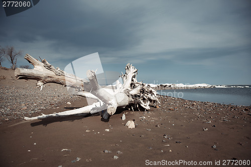 Image of Dead tree