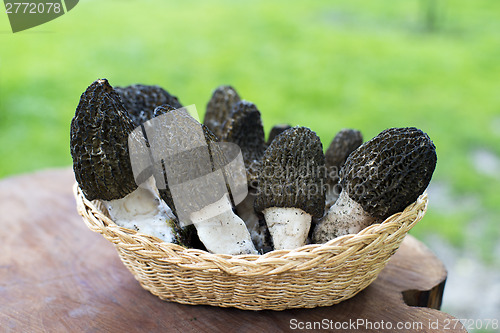 Image of Morel mushrooms