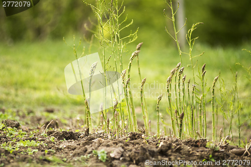 Image of Asparagus