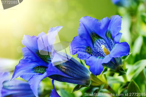 Image of Trumpet gentiana blue spring flower in garden