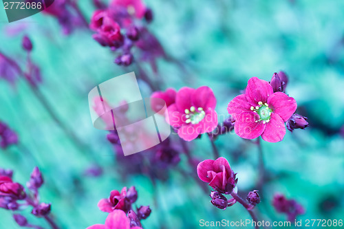 Image of Beautiful spring flowers in abstract color tone