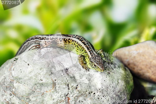 Image of small lizard Lacerta agilis