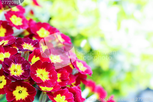 Image of closeup of beautiful red primrose