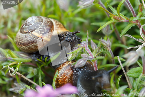 Image of small garden snail