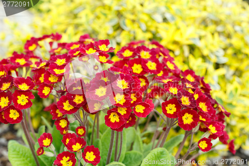 Image of closeup of beautiful red primrose