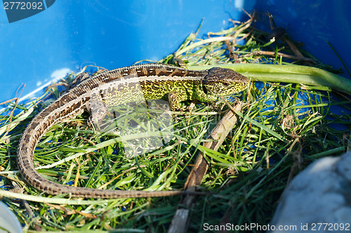 Image of small lizard Lacerta agilis